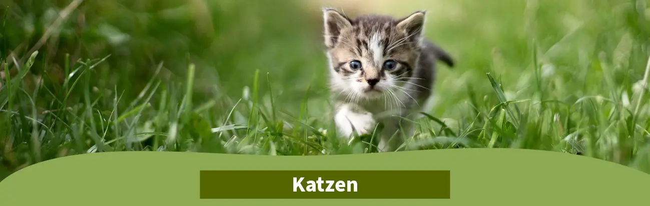 HS_ELW_TB-Katzen Hobbyshop