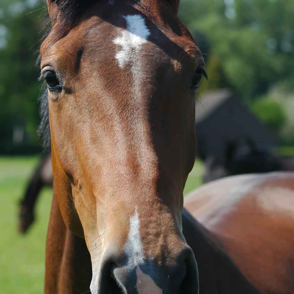 Nachsaat für Pferdeweide Country Horse 2118