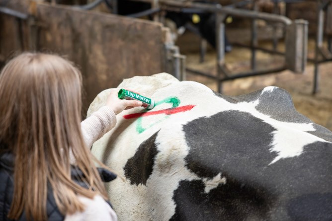 Viehzeichenstift TopMarker Kühe