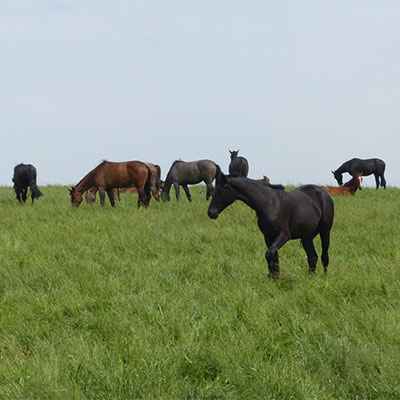 COUNTRY Horse 2116 - Brandenburger Pferdeweide