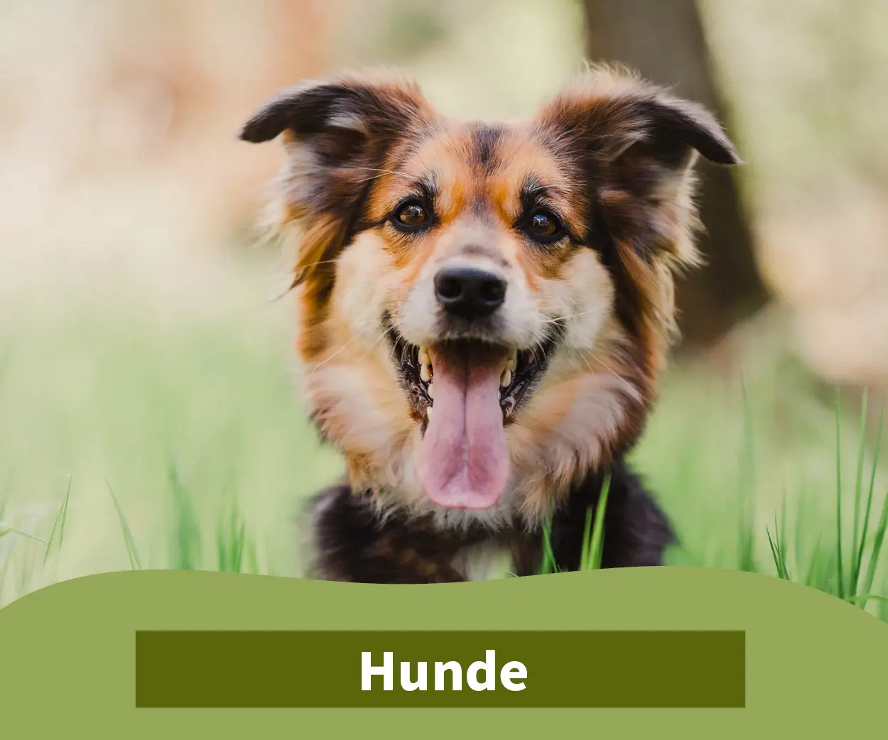 ELW Haustier_Hund Hobbyshop