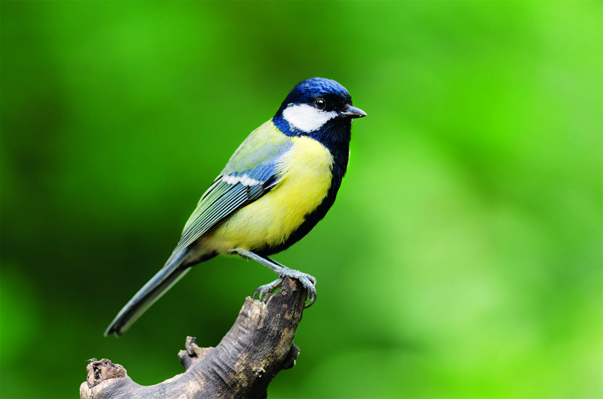 Delicia Meisenballen Picknick 6er Pack Vogelfutter Wildvögel