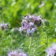 phacelia.jpg