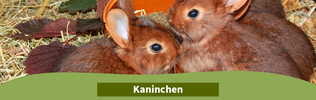 HS_ELW_TB-Kaninchen Hobbyshop