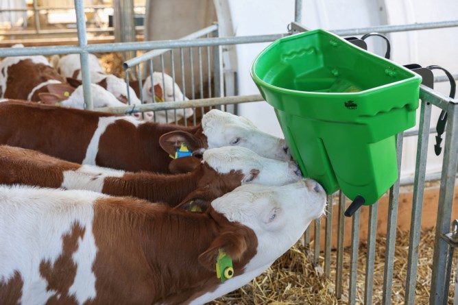 Tränkewanne Multi Feeder mit 5 Portionsfächern