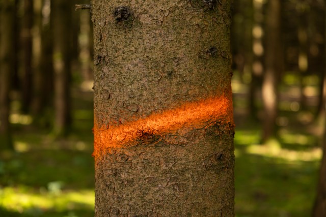 Neon Markierungsspray Forst und Bau