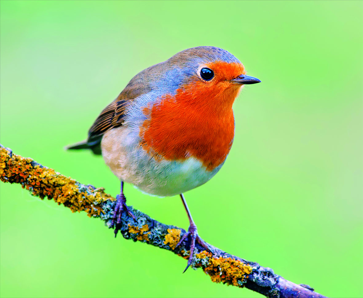 Delicia Meisenballen Picknick 6er Pack Vogelfutter Wildvögel