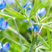 blaue-lupine.jpg