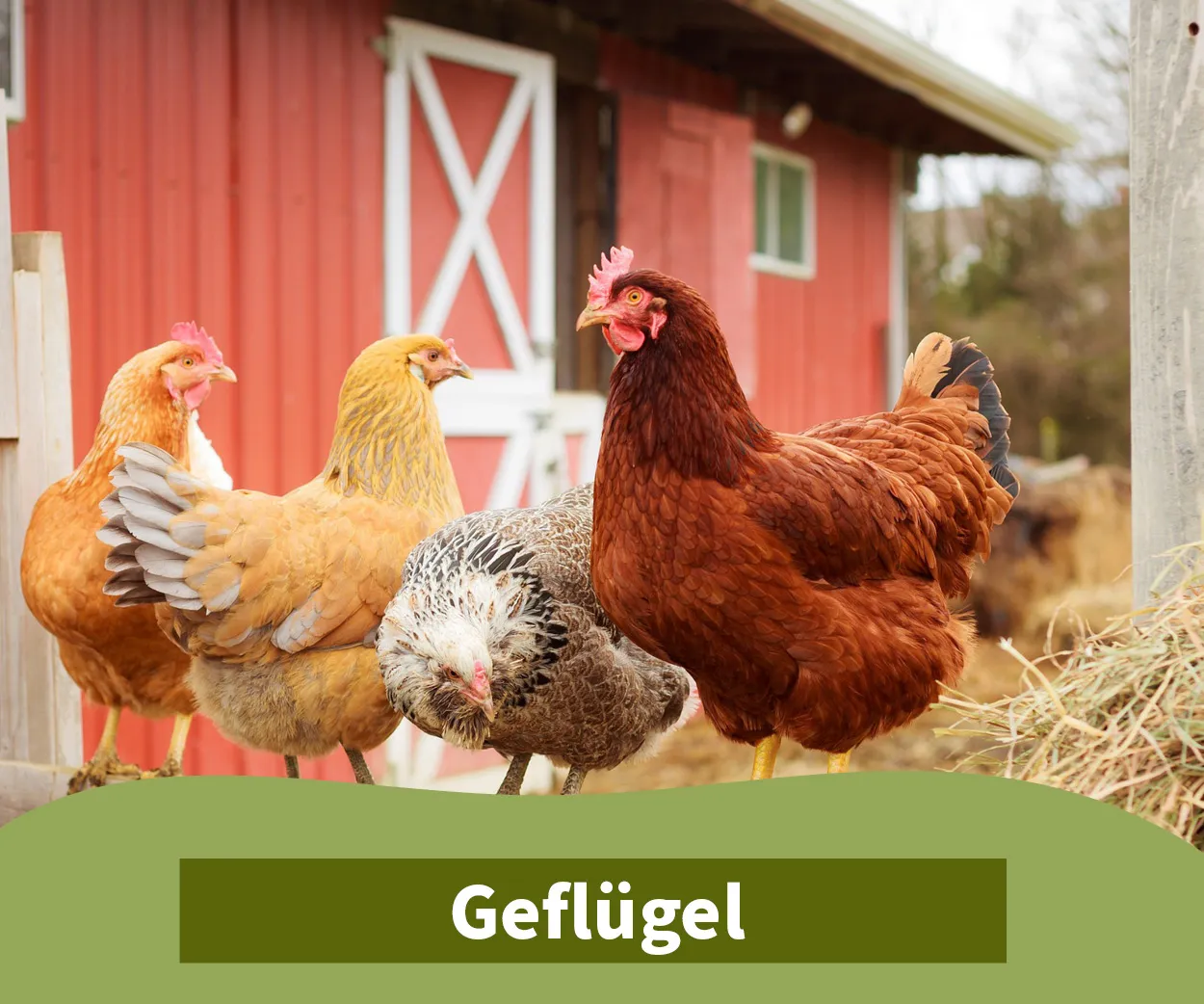 ELW Haustier_Geflügel