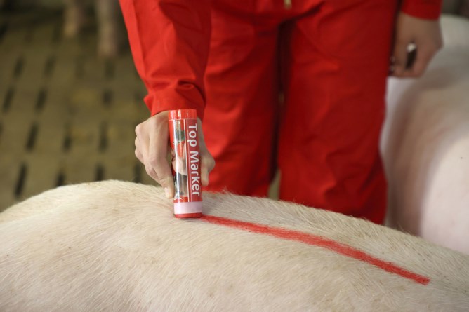 Viehzeichenstift TopMarker Schweine