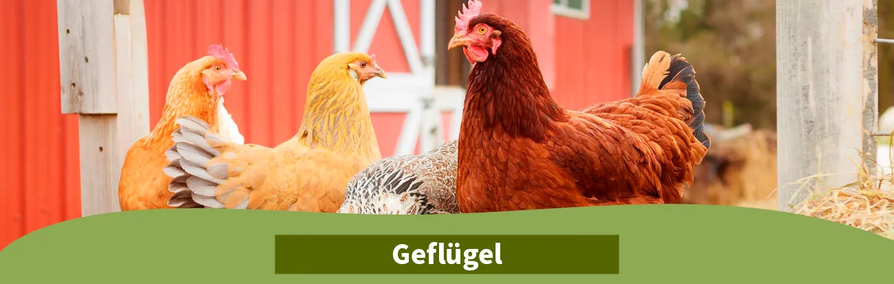 ELW Hobbyfarming Titelbilder Geflügel