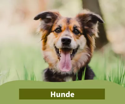 Kategorie Hundebedarf