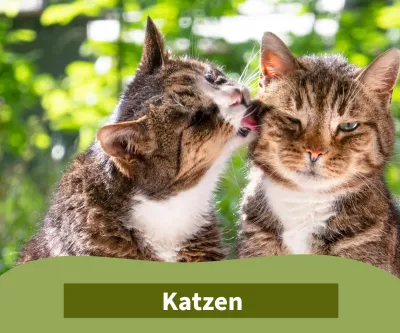 Kategorie Katzenbedarf